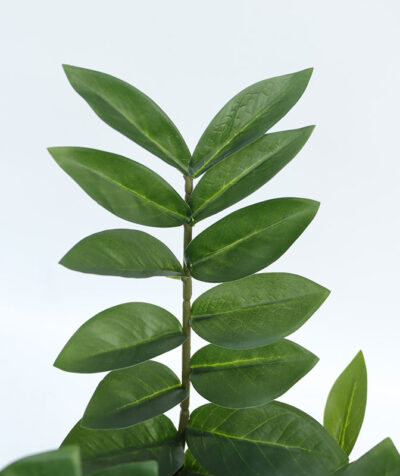 Alternative view of Zamia 75 cm - 98 listova u pvc saksiji
