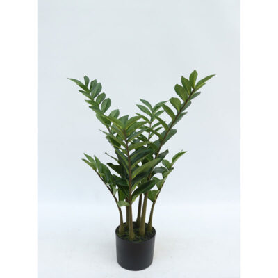 Zamia 75 cm - 98 listova u pvc saksiji